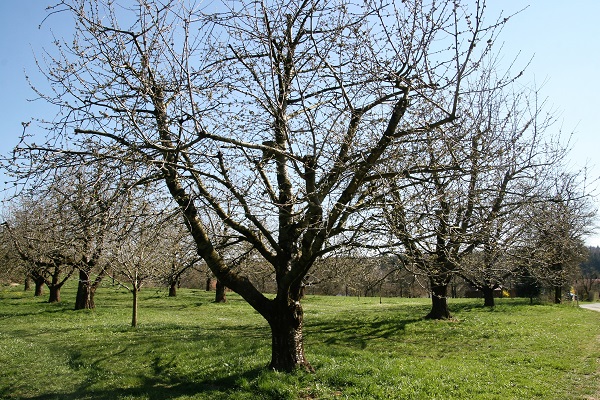 Obstbäume bei Hohenschwärz